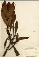 藏品(山羊耳)的圖片